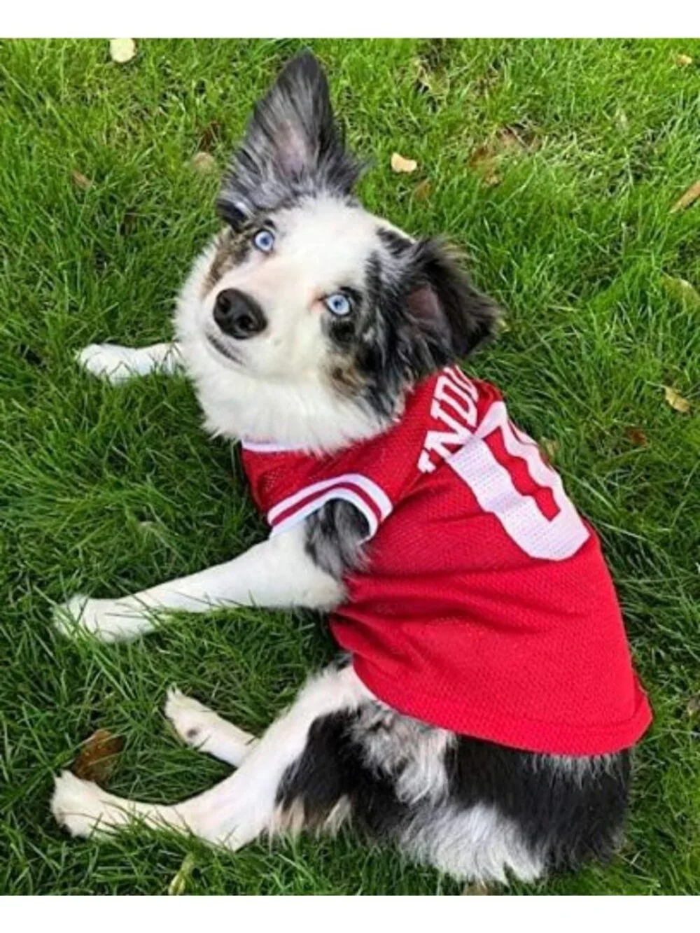 Indiana Hoosiers Dog Jersey - Small Pet Apparel, Team Spirit Outfit for Dogs